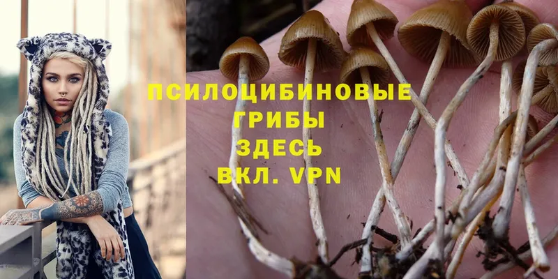 Псилоцибиновые грибы MAGIC MUSHROOMS  купить   Гремячинск 